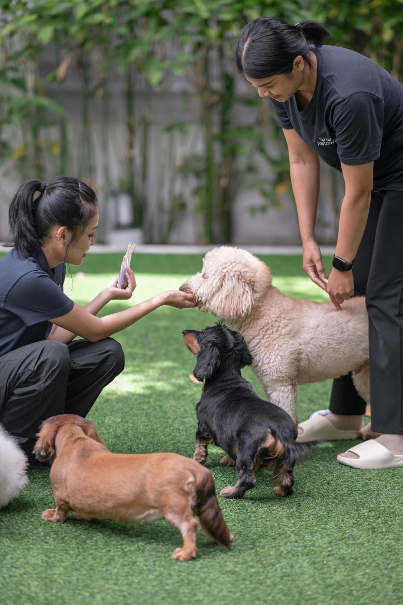 Ketawa Pet Friendly Hotel Chiang Mai Luaran gambar
